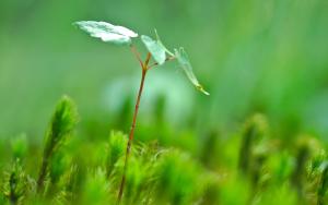 WBFN Pakistan Tree Planting Event